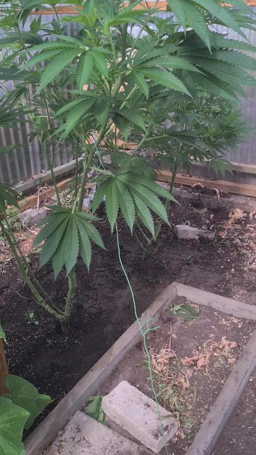 Papaya Frosting. Week 15
