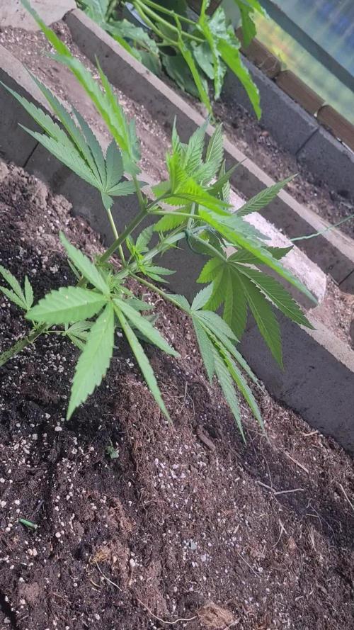 original