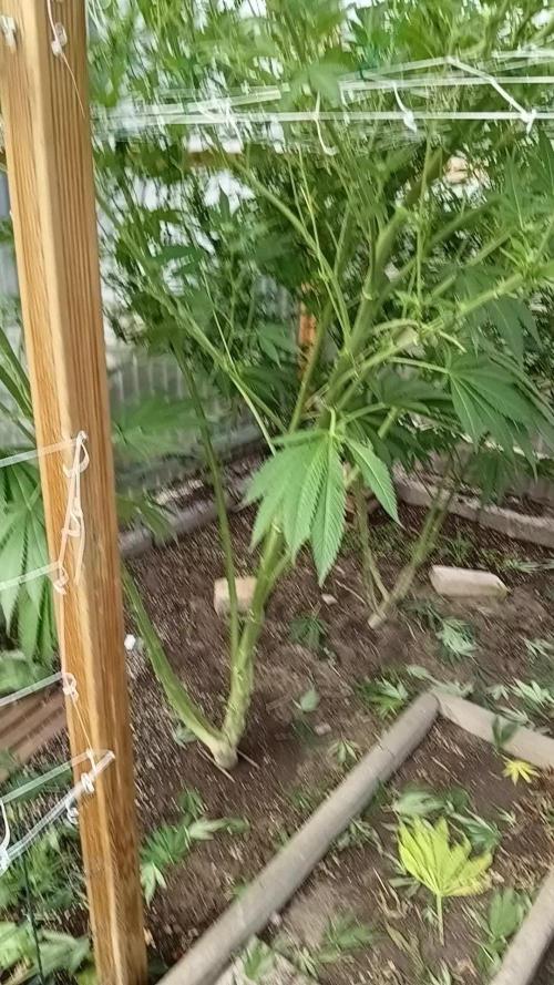 Megas1