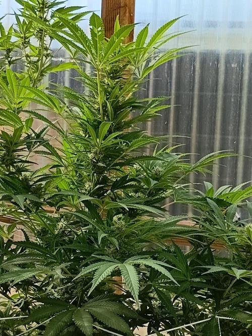 Bruce. Week 4