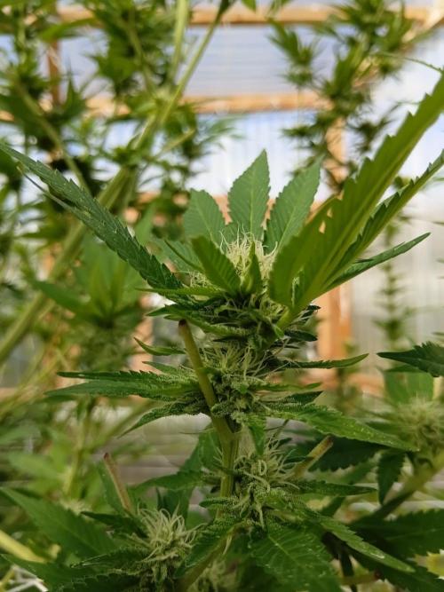 Papaya frozen xxl. Week 5