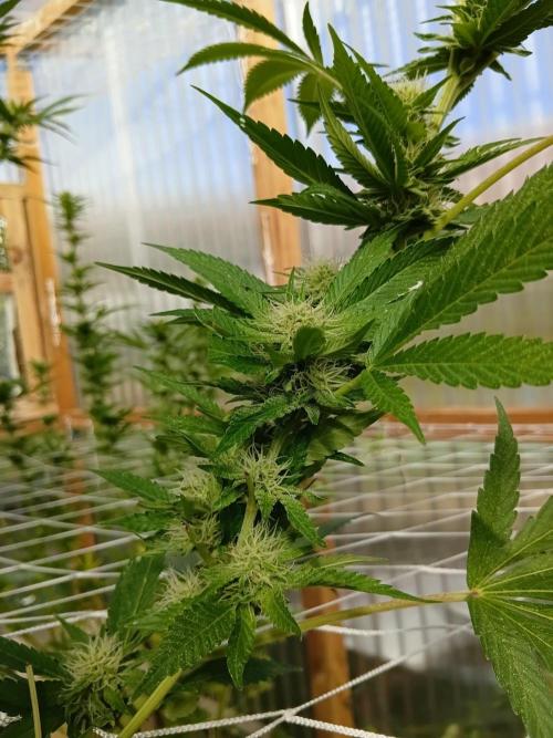 Papaya Frosting. Week 5