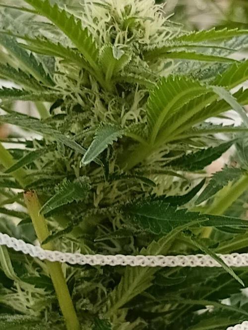 Bruce. Week 5