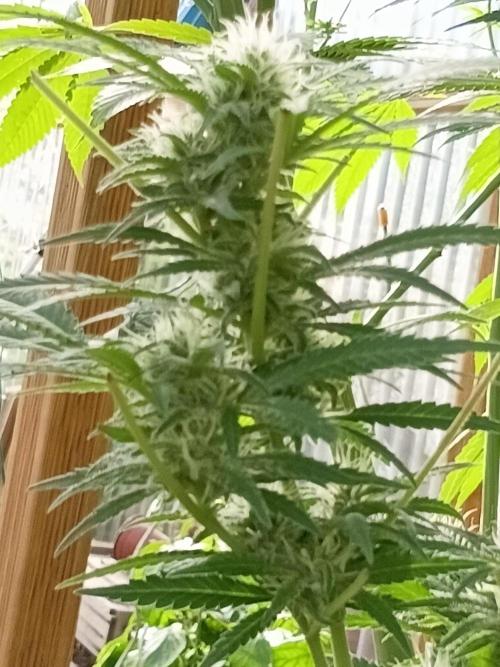 Bruce. Week 5