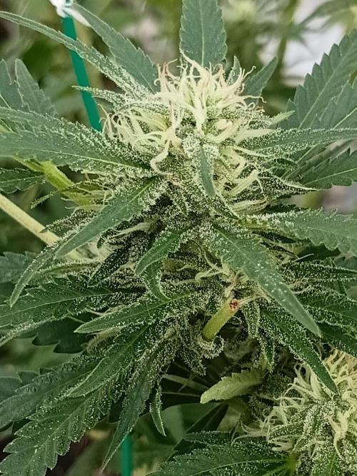 Bruce. Week 5