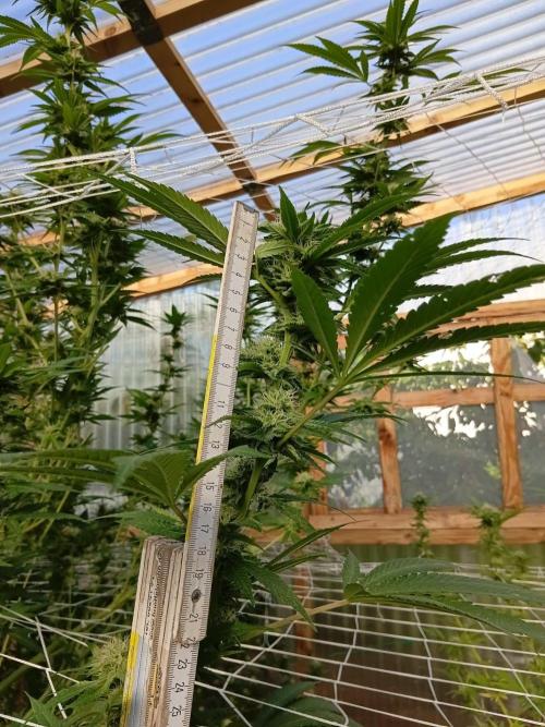 Papaya frozen xxl. Week 6