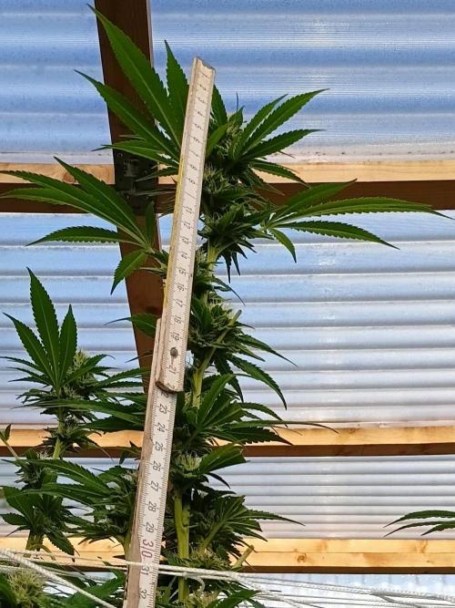 Papaya frozen xxl. Week 6