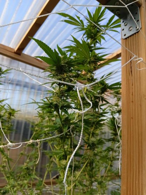 Papaya frozen xxl. Week 6