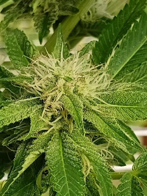 Papaya frozen xxl. Week 6