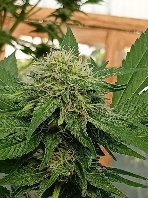 Papaya frozen xxl. Week 6