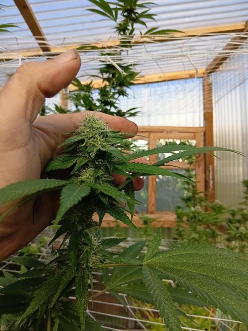 Papaya frozen xxl. Week 6