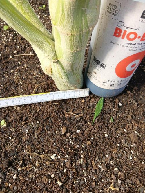 Papaya frozen xxl. Week 6
