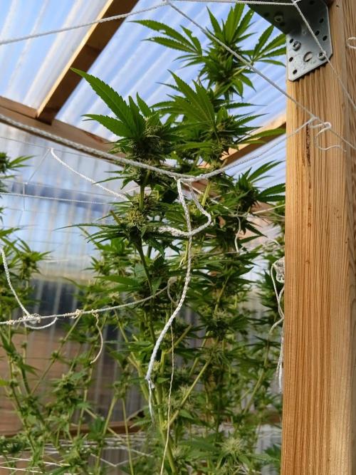 Papaya frozen xxl. Week 6