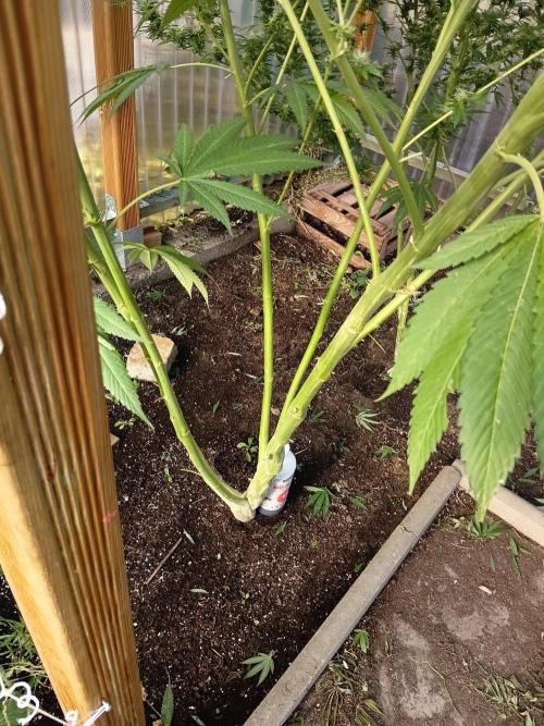 Papaya frozen xxl. Week 6