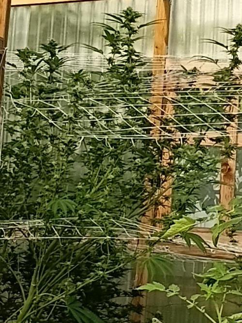 Papaya frozen xxl. Week 6