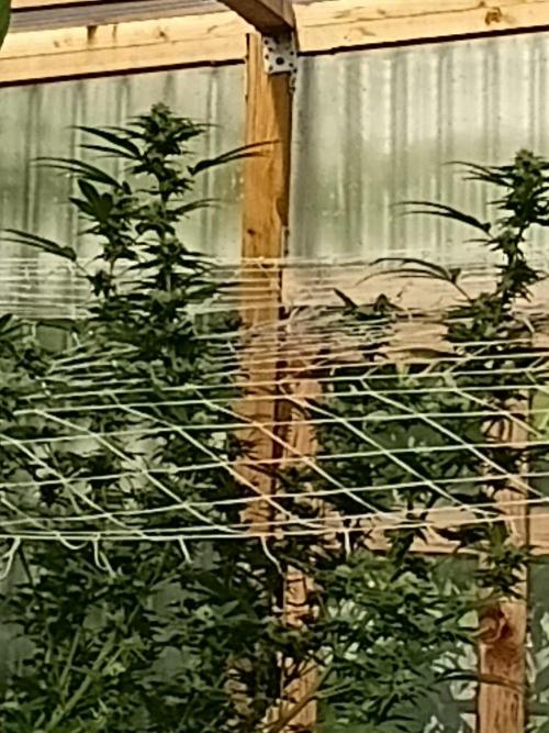 Papaya frozen xxl. Week 6