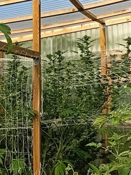 Papaya frozen xxl. Week 6