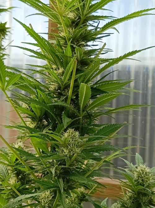Bruce. Week 6