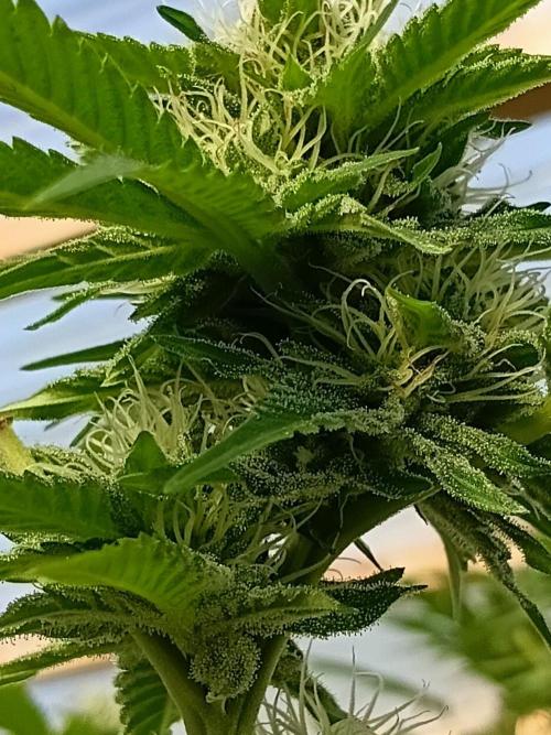 Papaya frozen xxl. Week 6