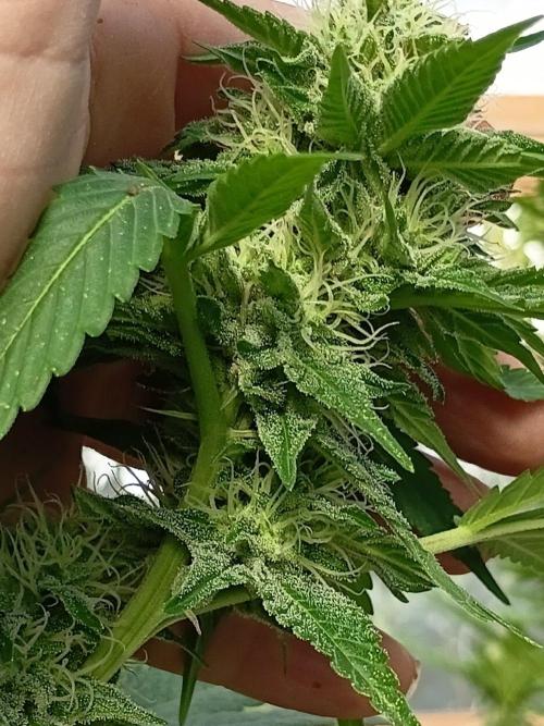 Papaya frozen xxl. Week 6