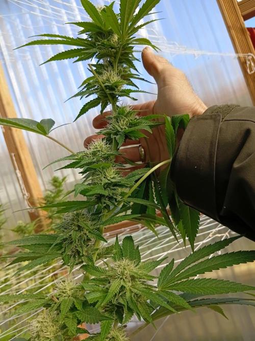 Papaya frozen xxl. Week 6