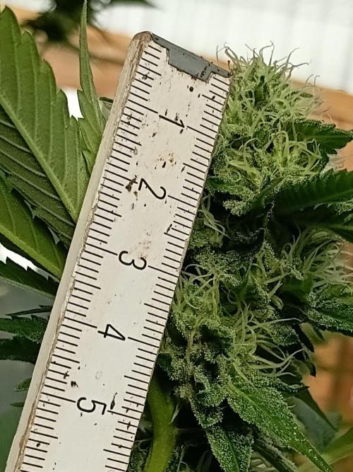 Papaya frozen xxl. Week 6