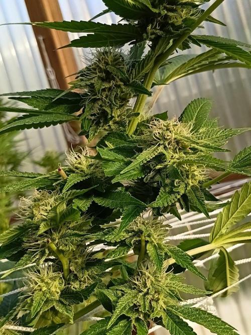 Papaya frozen xxl. Week 6