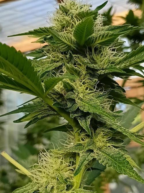 Papaya frozen xxl. Week 6