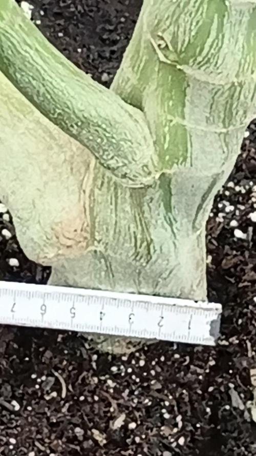Papaya frozen xxl. Week 7