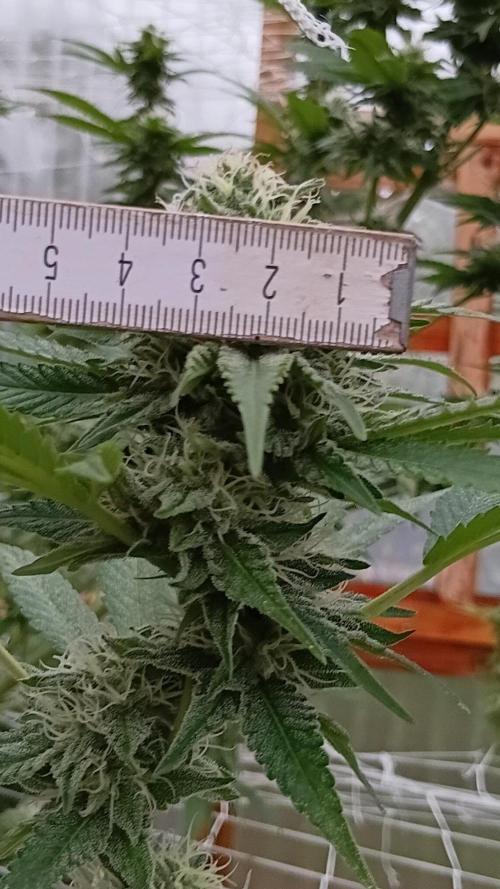 Papaya frozen xxl. Week 7