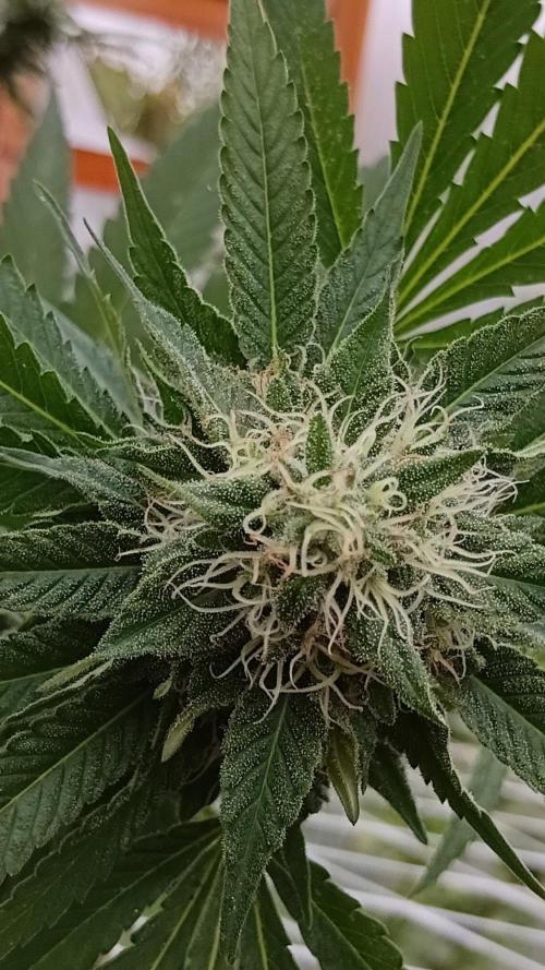 Papaya frozen xxl. Week 7
