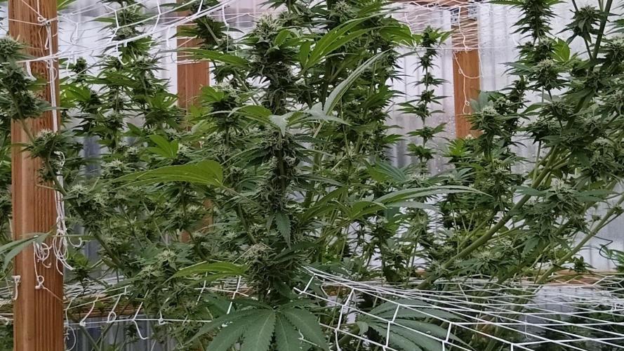 Papaya frozen xxl. Week 7