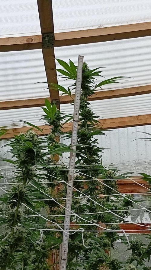 Papaya frozen xxl. Week 7