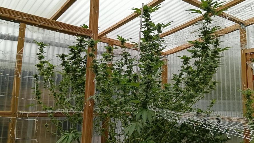 Papaya frozen xxl. Week 7