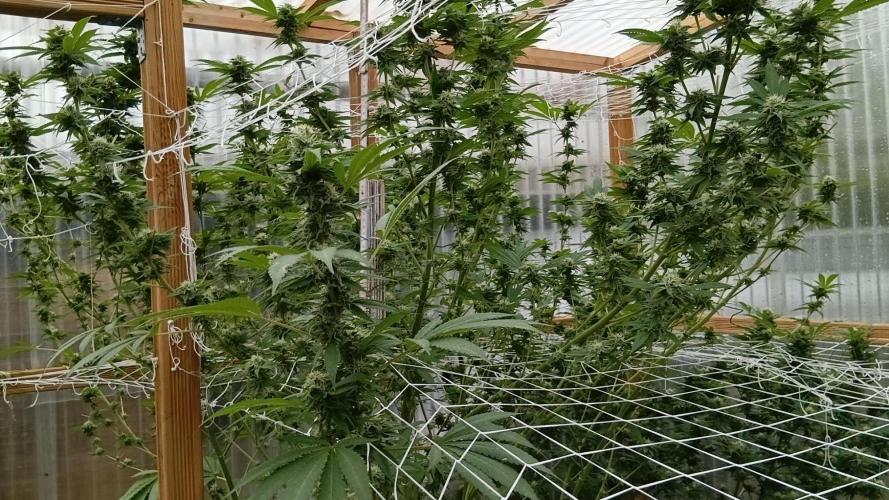 Papaya frozen xxl. Week 7