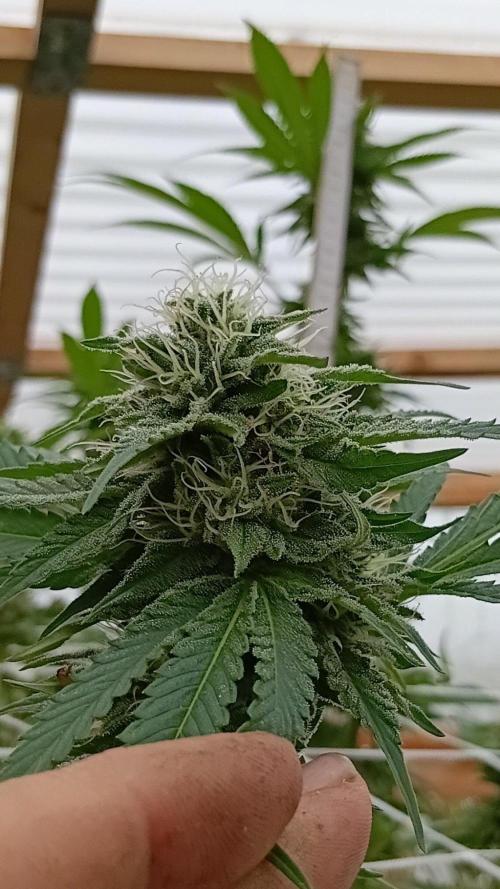 Papaya frozen xxl. Week 7