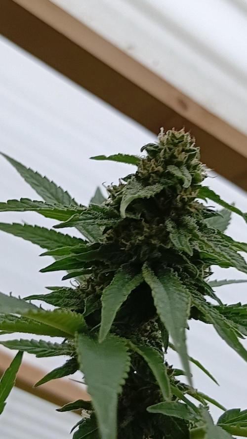 Papaya frozen xxl. Week 7
