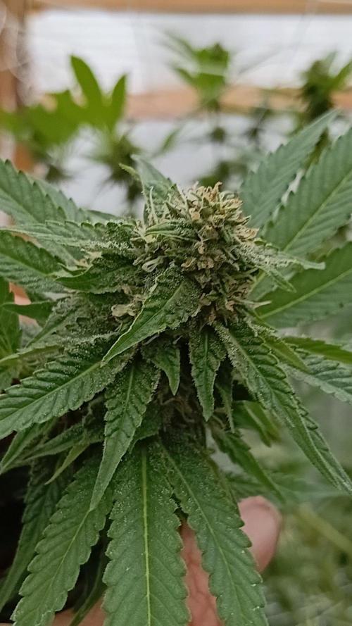 Papaya frozen xxl. Week 7