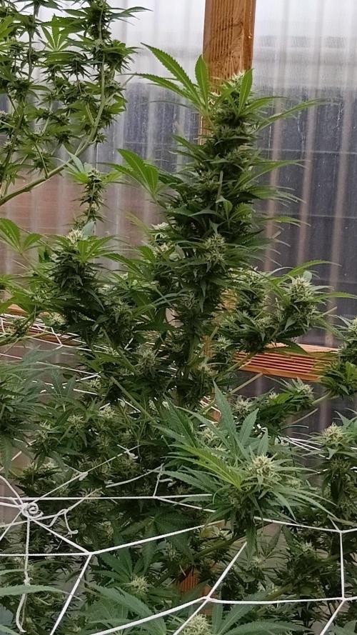 Bruce. Week 7