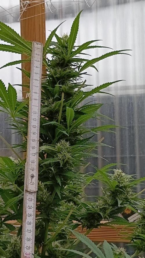 Bruce. Week 7