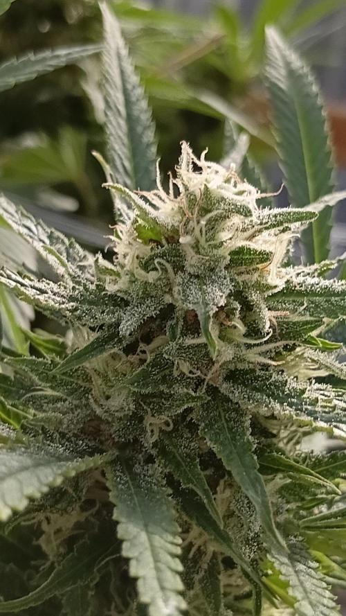 Bruce. Week 8