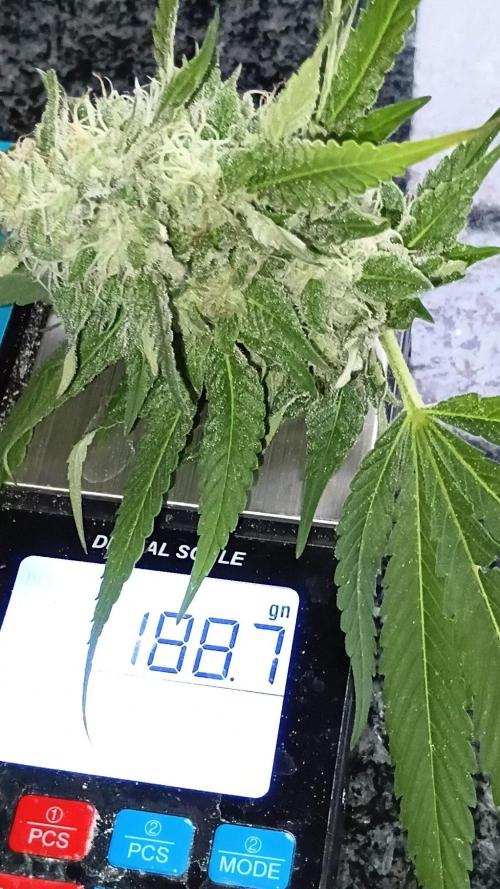 Papaya frozen xxl. Week 27