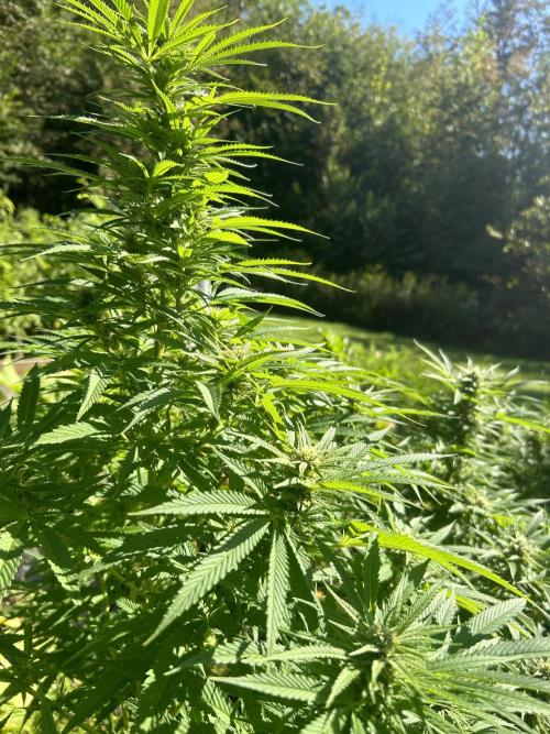 Unknown/GDP?. Week 10 - Bud sights are numerous and large. Going to defoliate aggressively in a few days