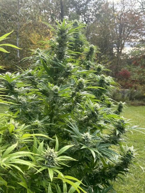 Unknown/GDP?. Week 15 - Before harvest lost two branches to weight of buds. Had to support entire plant.