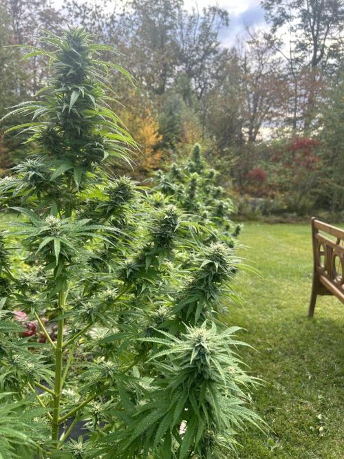 Unknown/GDP?. Week 15 - Surprised, these plants are yielding huge dense buds even on lowest branches. 