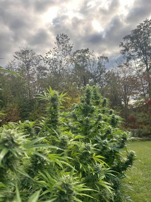 Unknown/GDP?. Week 15 - If the flower tests well, I’m going to be pissed I didn’t clone it.