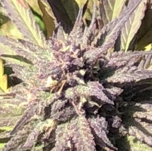 Unknown/GDP?. Week 16 - I was sure the cannabinoids and terpenes were high.