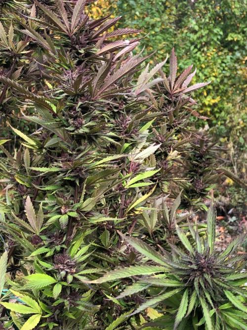 Unknown/GDP?. Week 16 - I could see I had a lot of trimming to do.