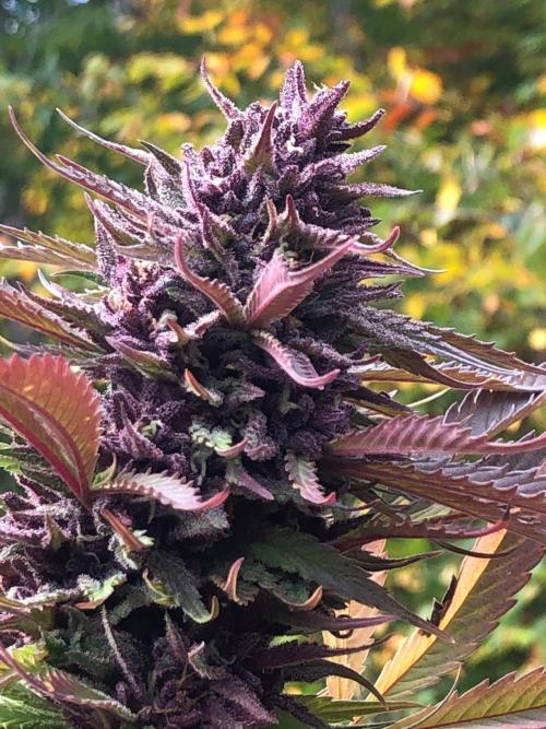 Unknown/GDP?. Week 16 - The top colas were a thing of beauty.