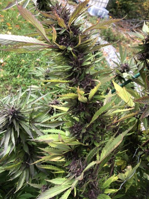 Unknown/GDP?. Week 16 - Even the lowest branches has colas as long as my forearm.